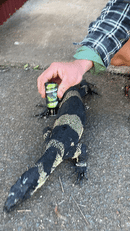 Vitamin Drops - Essential Vitamins for Reptiles - Livi PetVetafarm